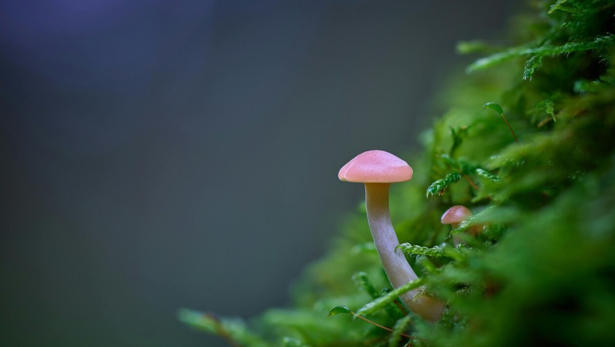 Land-banking: Strategická kúpa pozemkov s dlhodobou vyhliadkou – riziká a realita