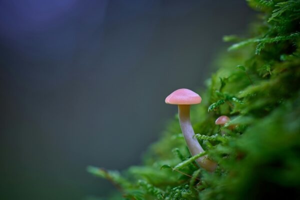 Land-banking: Strategická kúpa pozemkov s dlhodobou vyhliadkou – riziká a realita