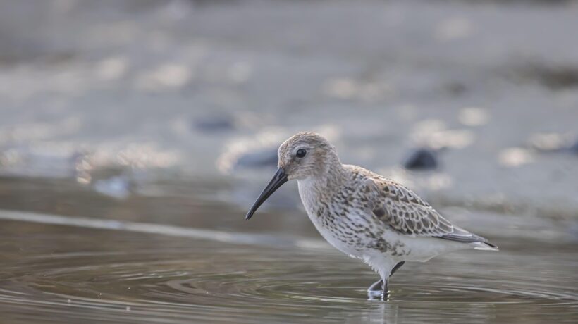 Predčasné splatenie úveru: Kalkulácia poplatkov a reálnej finančnej úspory