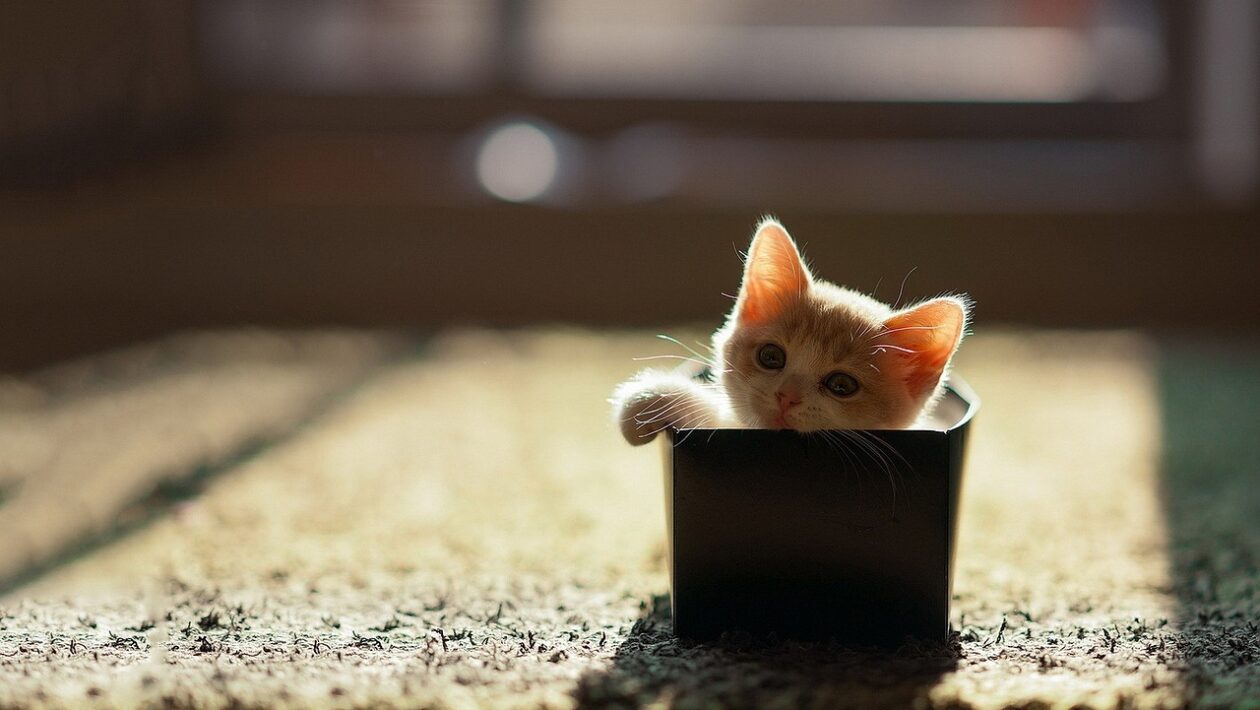 Finančné ciele: Nastavenie stratégie po úspešnom oddlžení a stabilizácii