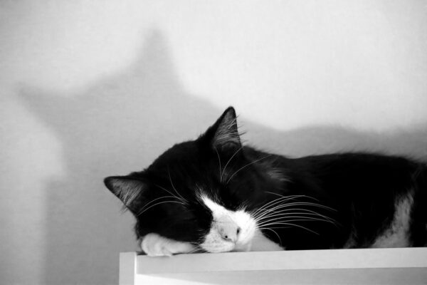 Obnova kredibility: Obnovenie kreditného skóre po ukončení osobného bankrotu