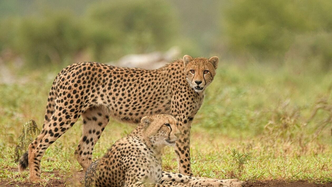 Svody dešťové vody: Inštalácia a revízie