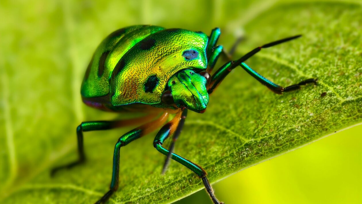 Podlahové vytápění: Návrh, inštalácia a regulácia