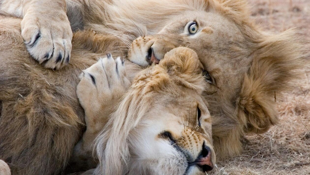 Kotel: Výber typu, účinnosť a údržba