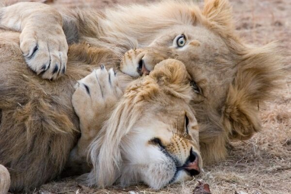 Kotel: Výber typu, účinnosť a údržba