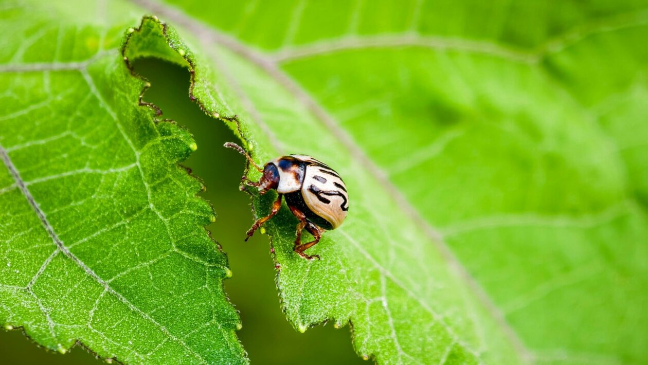 Digestoř: Typy, výkon a odvod