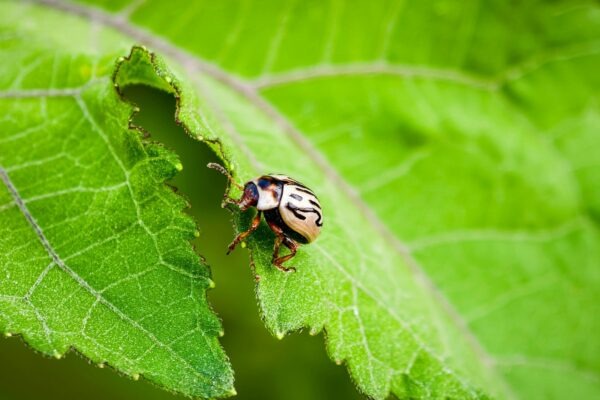 Digestoř: Typy, výkon a odvod