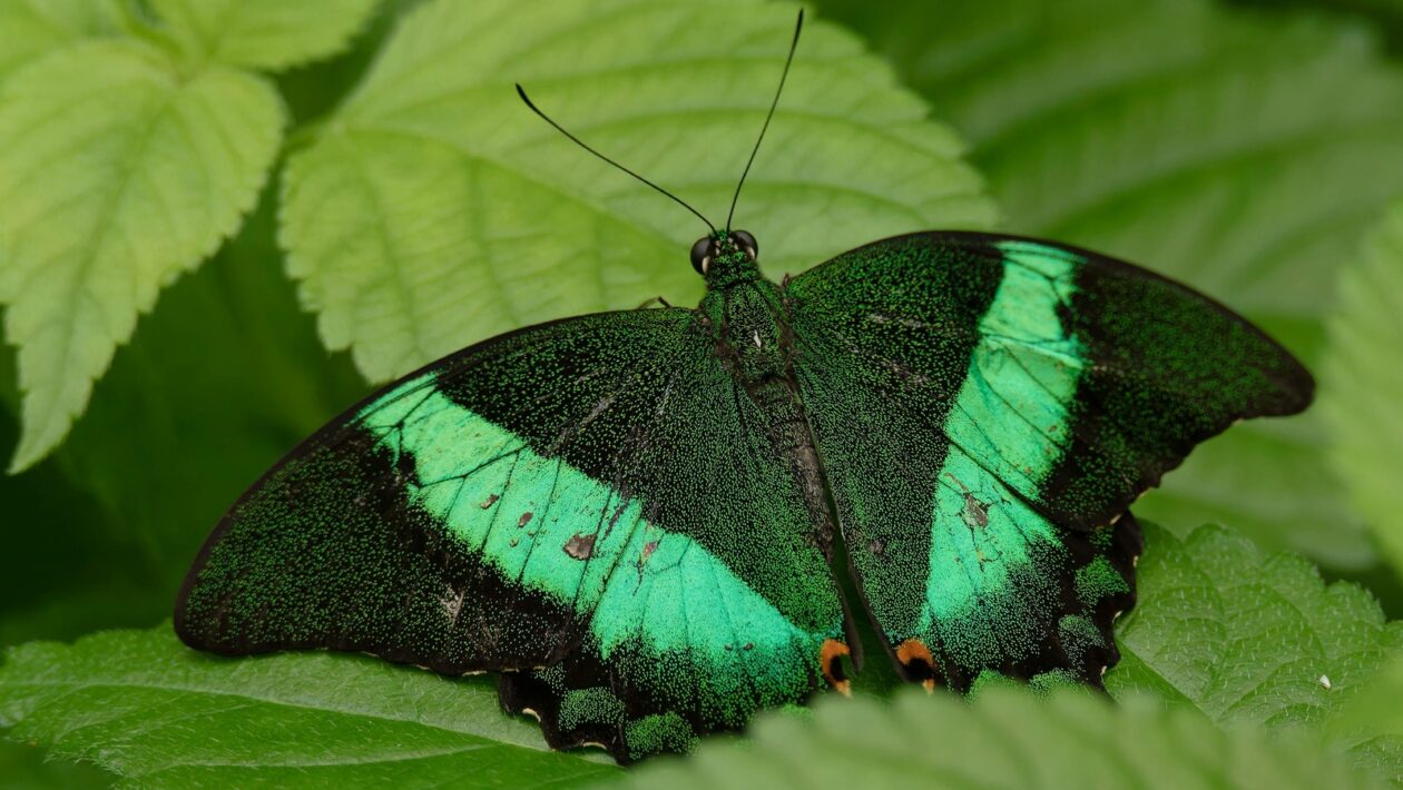 Spíž: Návrh a vetranie