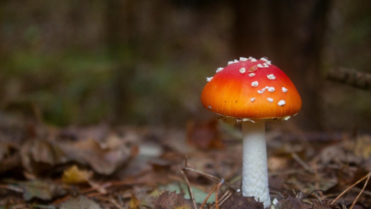 Zádveří: Izolácia, estetika a funkčnosť