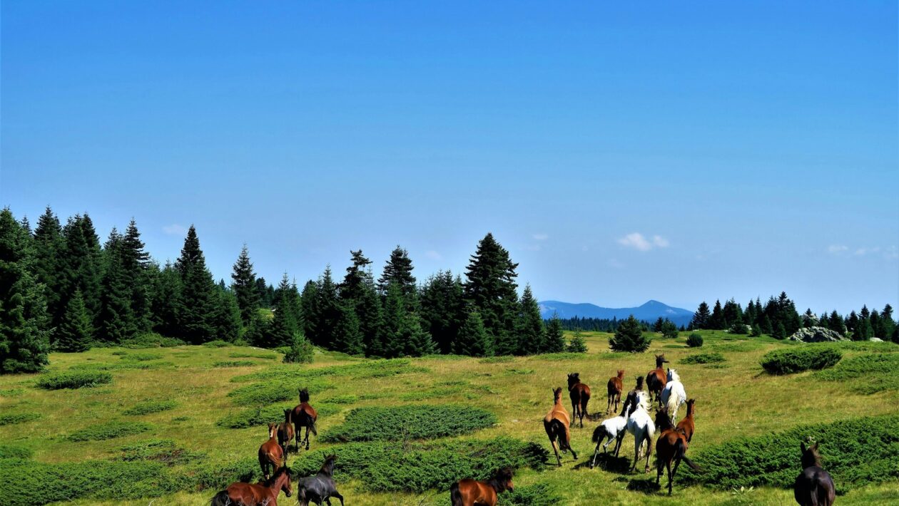 Zvuková izolace vnitřních příček: Návrh akustického komfortu