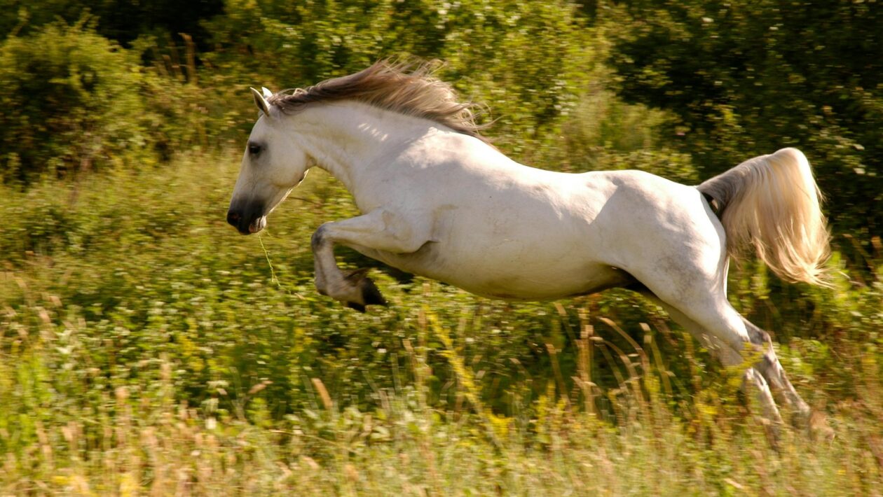 Materiály pro venkovní terasy: Dřevo, WPC, kámen – komparace odolnosti
