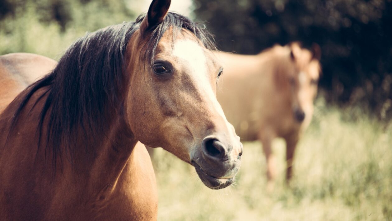 Údržba a čištění krbových systémů: Starostlivost o sklo a spalovací komoru