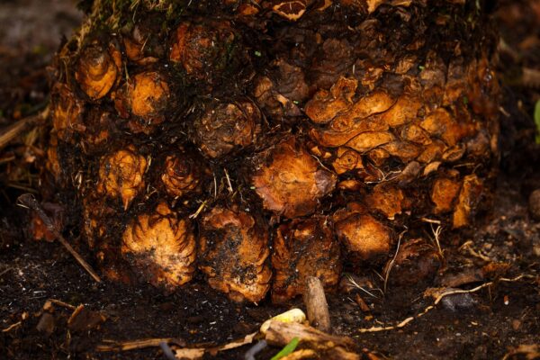 Účinnost vytápění pevnými palivy: Optimalizace spalování