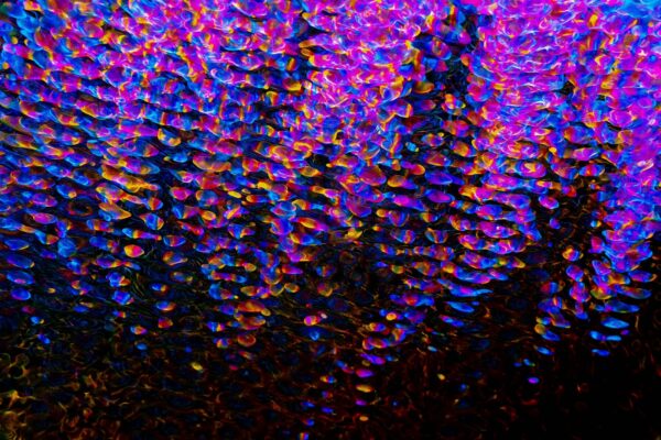 Rozmístění hasicích přístrojů podle typu objektu: Návrh