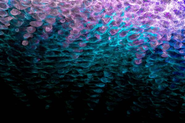 Akustické vlastnosti sádrokartonových stropů: Zvuková izolace