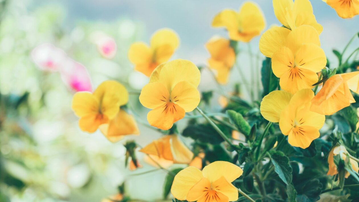 Regálové systémy a organizace potravin: Ergonomie a dostupnost